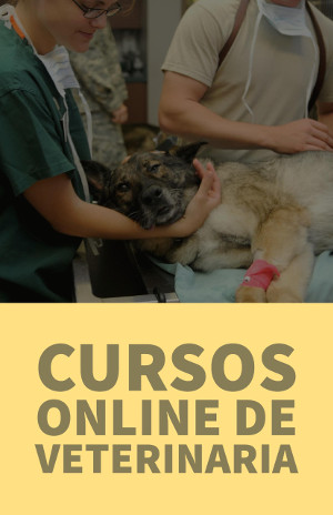 cursos online de veterinaria