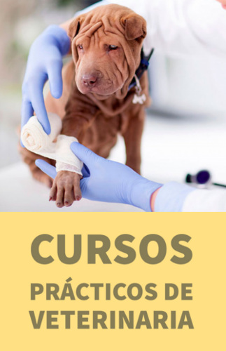 cursos practicos de veterinaria